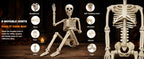 Znorso P0033A 2-Pack Posable Halloween Human Skeletons – 36 IN, White – 36 IN / White – product detail